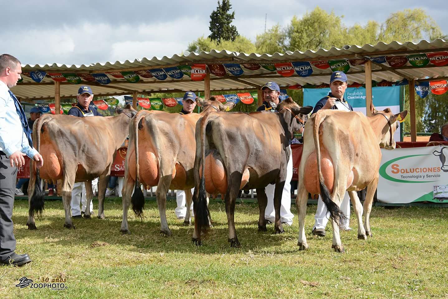JERSEY La Raza lechera realmente Rentable y Productiva Asojersey